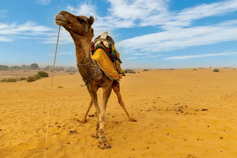 Couple watching the sunset beside a camel on the dunes