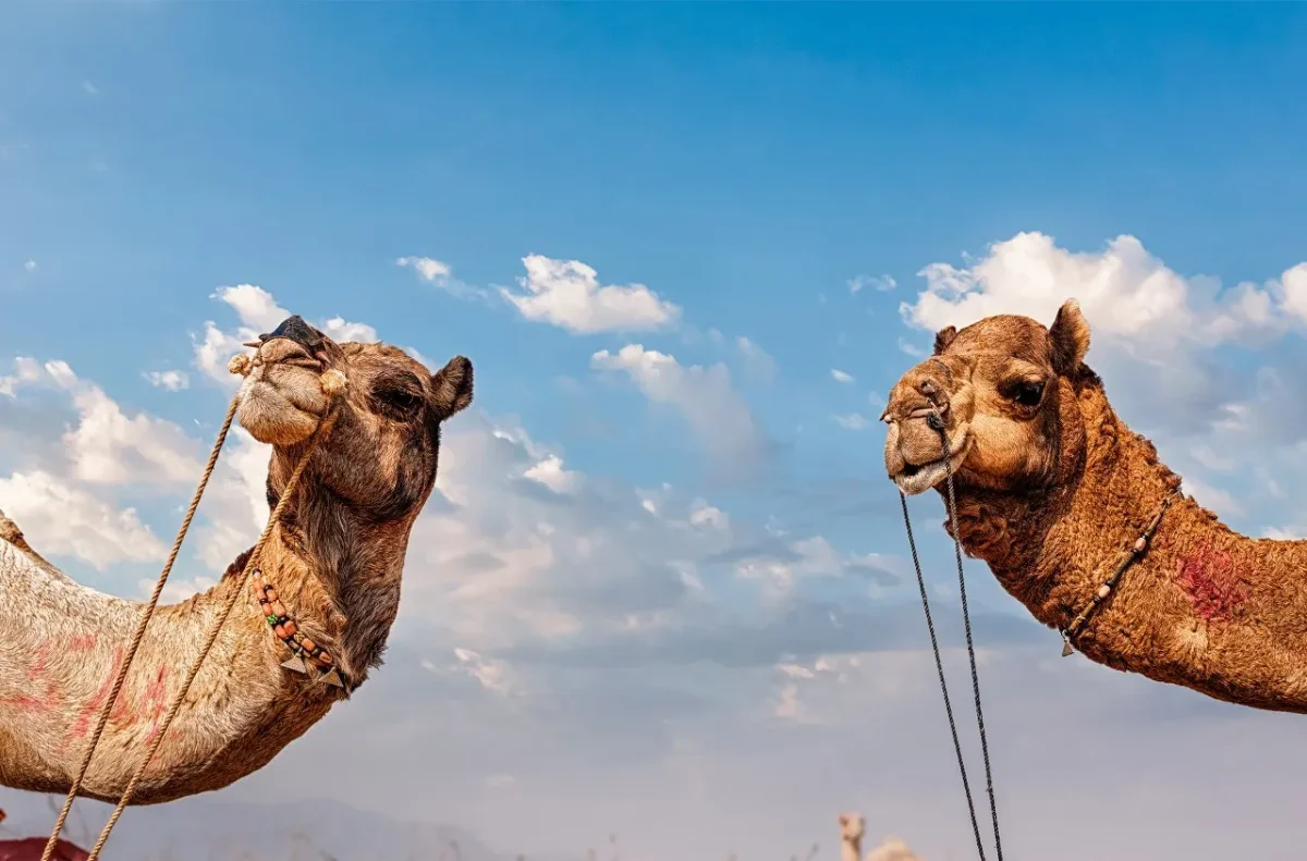 Camel safari crossing the golden dunes near Jaisalmer